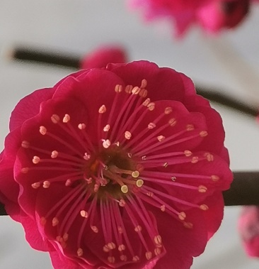 乌羽玉红须朱砂金钱绿鄂梅花欢迎新老朋友选购