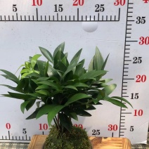 苔藓球盆景绿植盆栽基地直销
