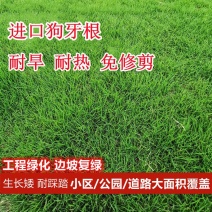 进口狗牙种子护坡草籽草种耐践踏矮生免修剪绿化百慕大马尼拉