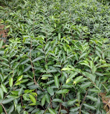 四大名木之一沉香奇楠木苗