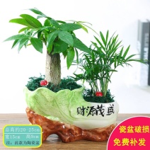 发财树盆栽绿植花卉富贵竹荷花竹植物盆栽办公室内桌面植物小