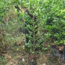 圆叶竹柏庭院盆栽观叶绿植园林工程绿化树苗