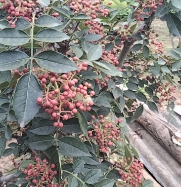 [花椒批发]狮子头花椒价格30.00元/斤 - 一亩田