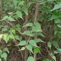 大量出售优质两年青梅苗，价格便宜，欢迎订购咨询