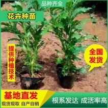 基地直供云南木春菊苗地被月季苗袋苗带花苞带土发货绿化苗木