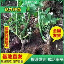 云南昆明斗南基地直供1到3年生玫瑰月季大苗绿化工程用苗