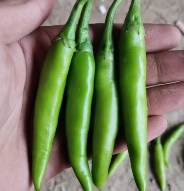 出口韩国的青阳辣椒有要的老板联系