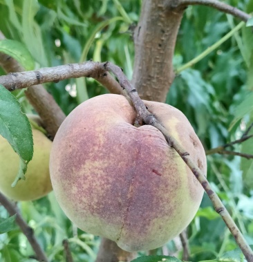 珍品王桃正在预售中