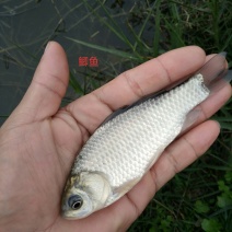 鲫鱼