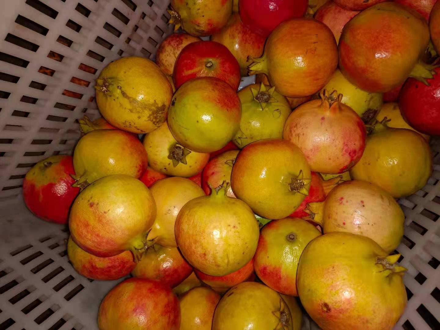 软籽石榴果实在果篮中