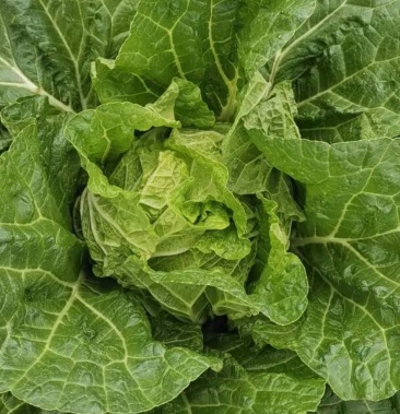 云南精品山地黄心大白菜