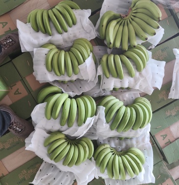 [香蕉批发]老挝精品香蕉价格1.00元/斤 - 一亩田