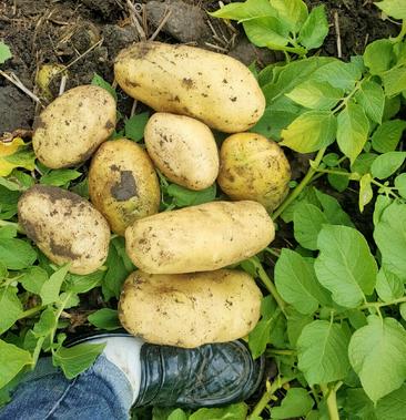 黄金薯土豆种简历图片