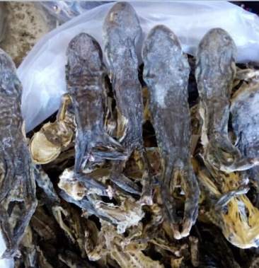 [药用蟾蜍批发]干蟾蜍价格10.00元/斤 - 一亩田