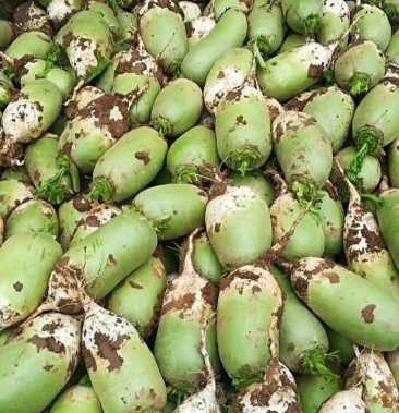 出售水洗水果萝卜玉美人791青萝卜设备水洗萝卜