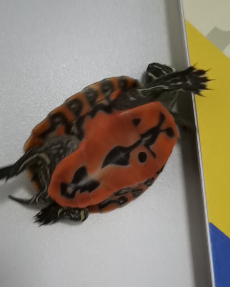 阿拉巴马火焰龟,纯种精品