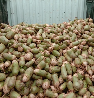 三门峡高山青萝卜晚期货上市中