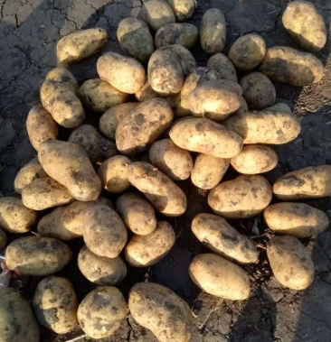 [尤金885土豆批发]东北黑土地尤金885,0.45元价格0.45元/斤 - 一亩田