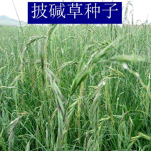 披碱草种子护坡固土草籽矿区耐盐碱草坪种子件碱茅草矿区覆绿