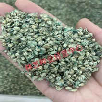 野牛草种子野牛草籽草坪草种籽绿化四季多年生宿根草种子