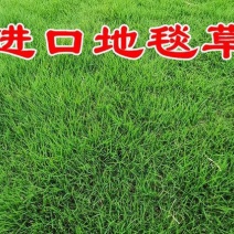 地毯草种子高尔夫球场庭院草坪草籽不修剪四季常青