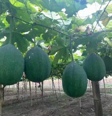 [吊瓜子批发]吊瓜子产地价格25.00元/斤 - 一亩田