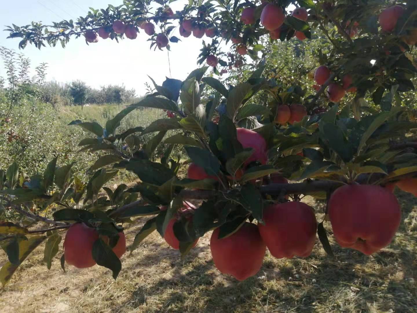 渭南苹果果园,展示红星苹果在阳光下的成熟果实 渭南苹果果园