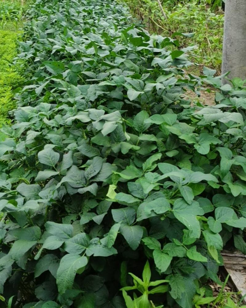 新鲜毛豆节大批量出售,量大从优