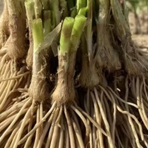 两年培育成的宽叶高产韭菜苗是大棚大田的好选择，亩产五千万