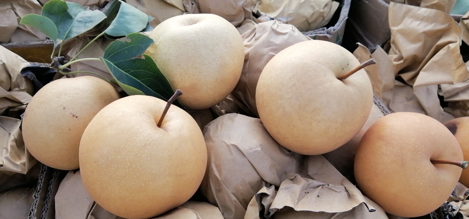 一家现代超市的水果销售区,镜头聚焦在一排整齐摆放的新鲜雪梨上,雪梨表皮呈均匀的黄绿色,部分带有天然斑点,标签注明‘精品雪梨’和价格信息,背景有其他水果如苹果和橙子,灯光明亮,环境整洁 超市水果区陈列的雪梨货架