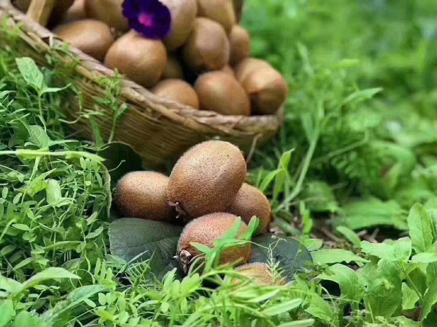 工人在三江猕猴桃果园进行人工采收作业