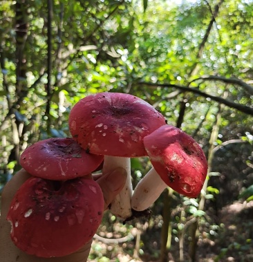 广西藤县红菇一级野生红菇干货