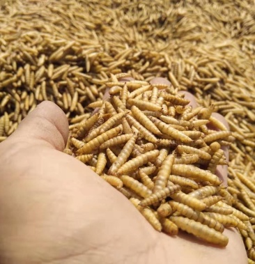 [黑水虻批发]黑水虻卵价格0.90元/克 - 一亩田