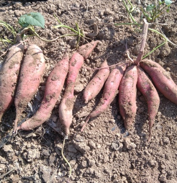 [批发]薯芋类价格1.30元/斤 - 一亩田