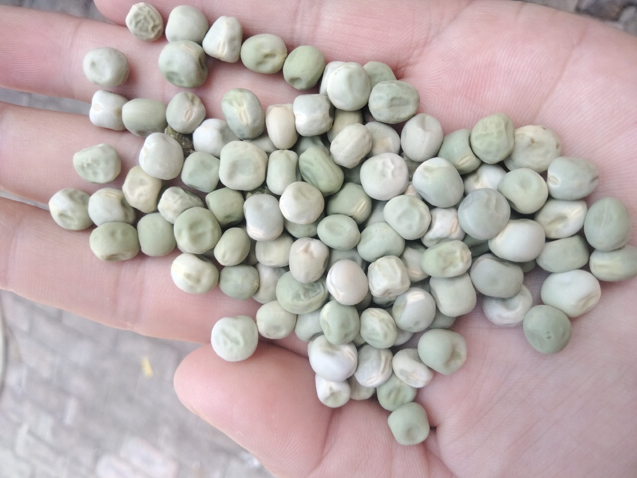 青豌豆呈绿色,白豌豆呈乳白色或浅黄色,两者在粒径和颜色上有明显差异 青豌豆与白豌豆的外形对比图
