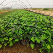 常春藤便宜处理苗圃直发价格低质量好不同高度