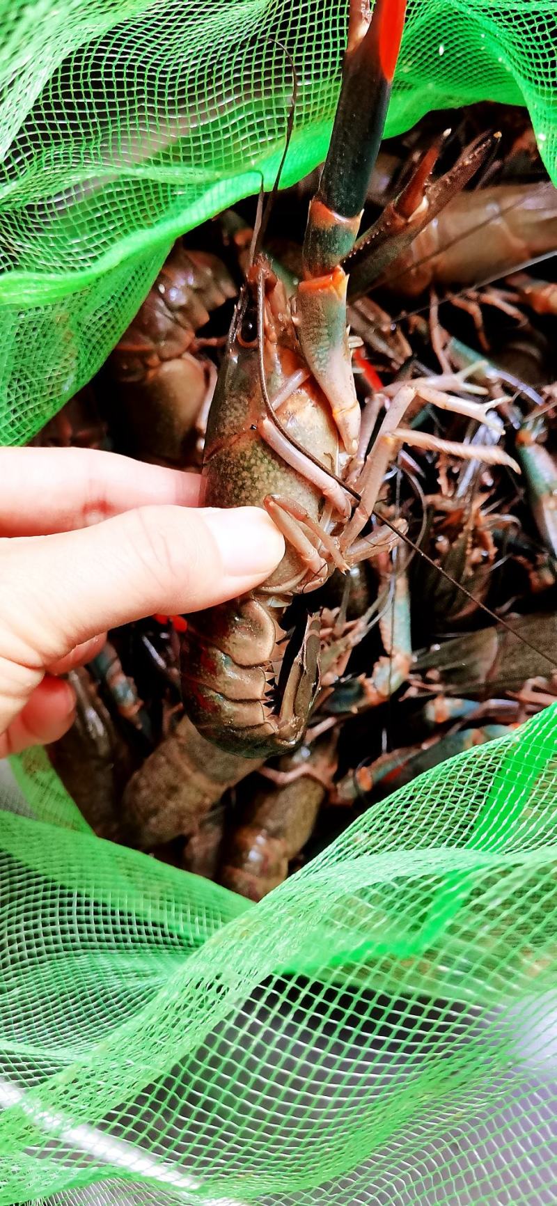 致富经澳洲淡水龙虾养殖视频90后的简单介绍