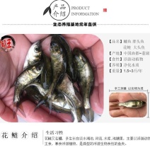 花鲢白鲢鲢鱼大头鱼鳙鱼鲢子鱼鱼场直供各类鱼苗