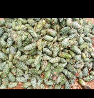 大量松塔松包有需要的老板请联系