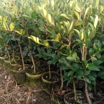 三华油茶苗，