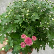 千头菊盆栽带花苞菊花盆栽四季开花球菊菊花苗阳台庭院花卉