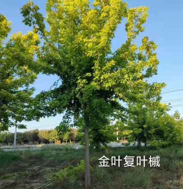 [金叶复叶槭批发]金叶复叶槭价格200.00元/棵 - 一亩田