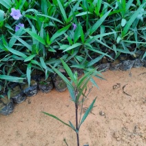 新品翠芦莉盆栽蓝花草墨西哥矮牵牛多年生宿根耐热花期长