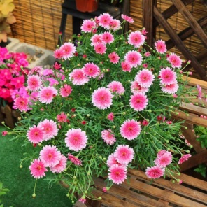 [花生种子批发]益花1号花生种子,优质原种 欢迎咨询,30斤包邮价格12.