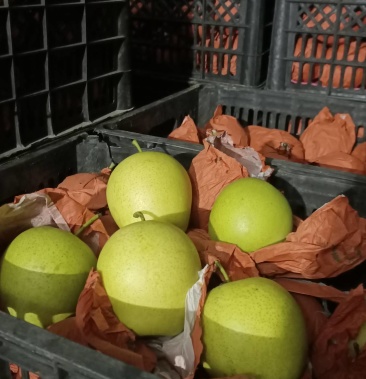 [皇冠梨批发]纸袋绿皮皇冠梨价格1.50元/斤 - 一亩田