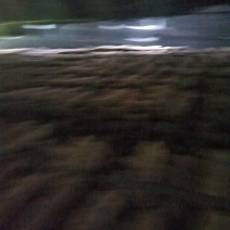 大别山香菇菌棒