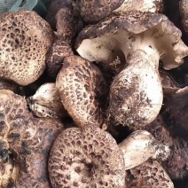 舌尖上的美味野生菌9月初就结束了。