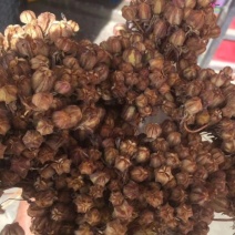 贝母种子