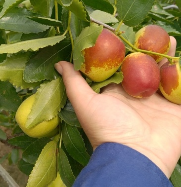 预售山东富硒大梨枣,万亩种植基地,完全自然成熟.