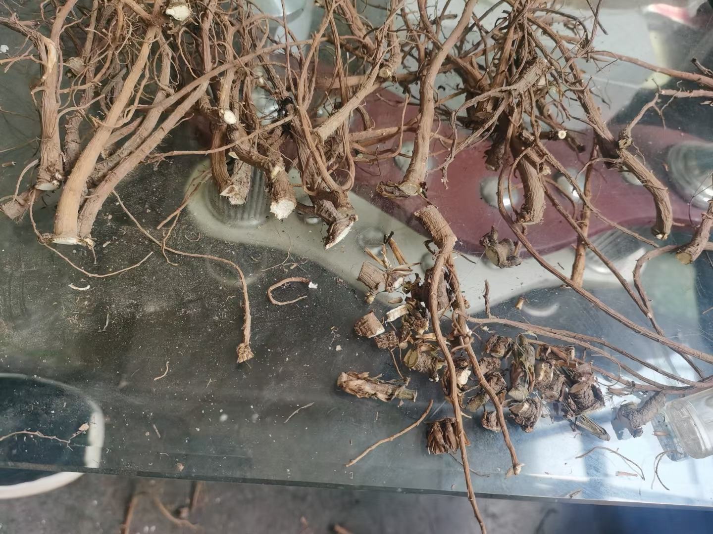 一根干燥的北柴胡根被横向切断,展示其清晰的黄白色至淡棕黄色断面;可见明显的形成层环、内外分明的皮部与木部结构,以及从中心向外呈放射状排列的维管束纹理;背景为自然光下的中药检验台,配有放大镜和标尺 北柴胡新鲜断面特写